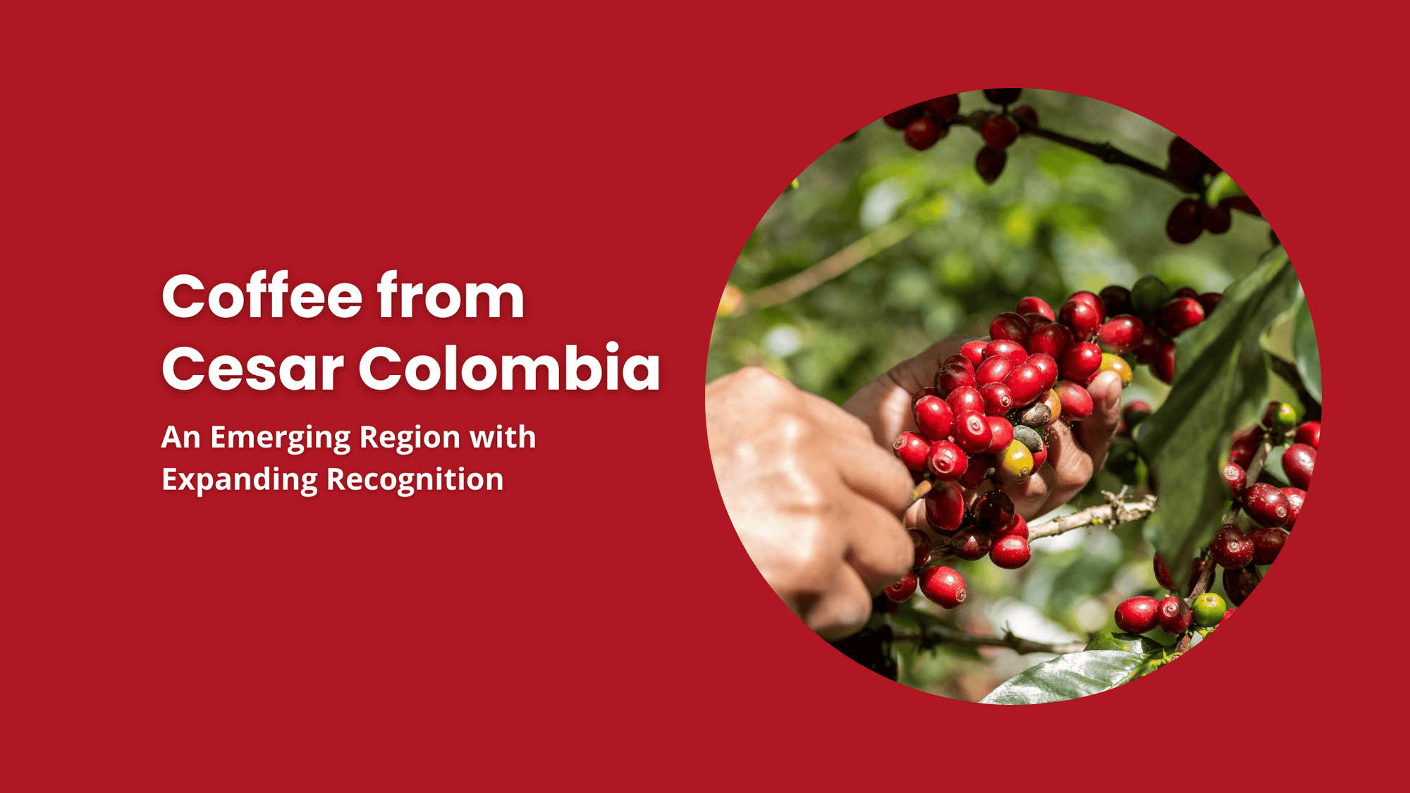 Coffee cherries being harvested in Colombia’s Cesar region