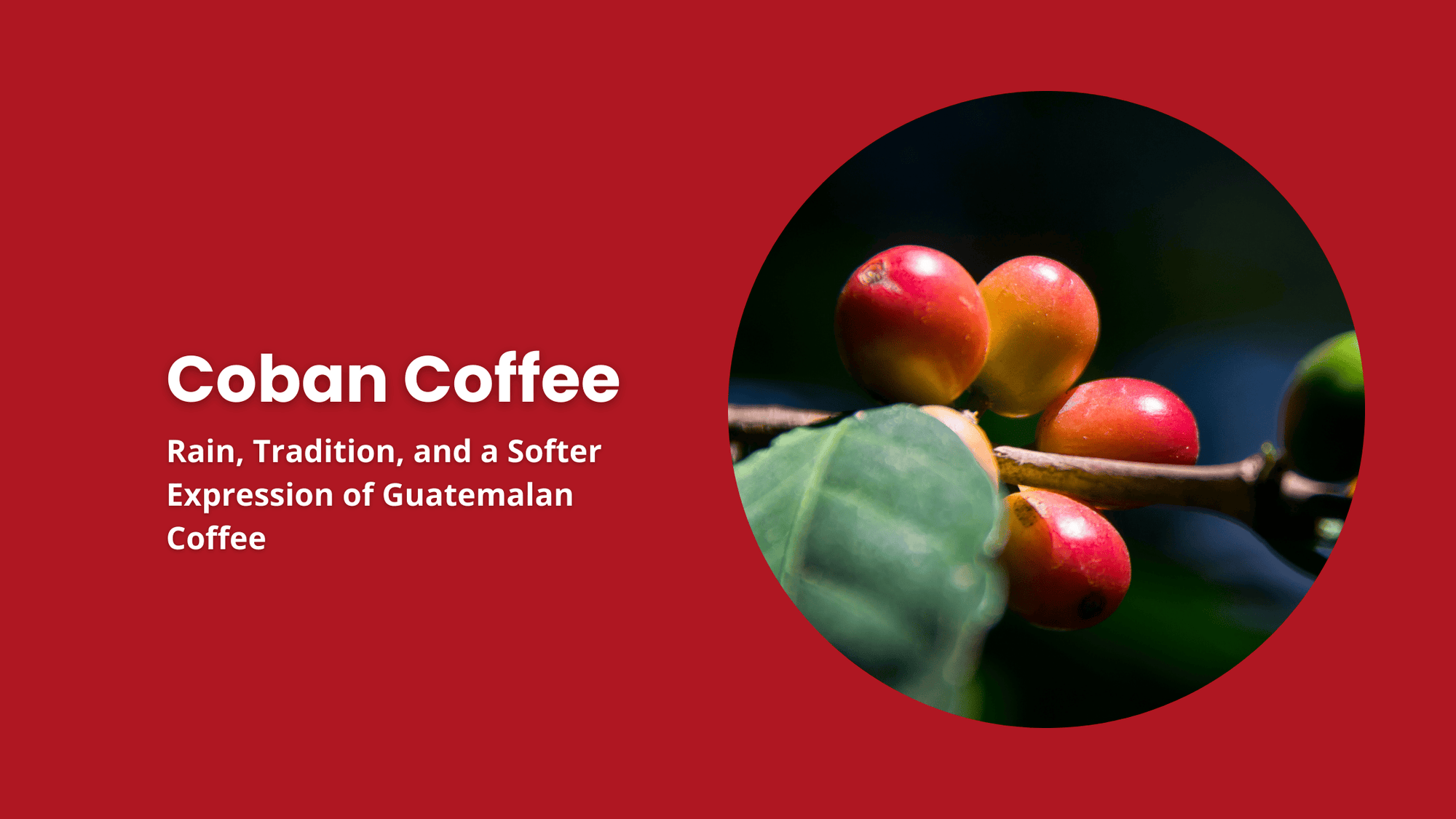Cobán coffee cherries growing in Guatemala’s Alta Verapaz region, highlighting rain-fed farming, traditional cultivation, and the softer flavor profile of Cobán coffee.