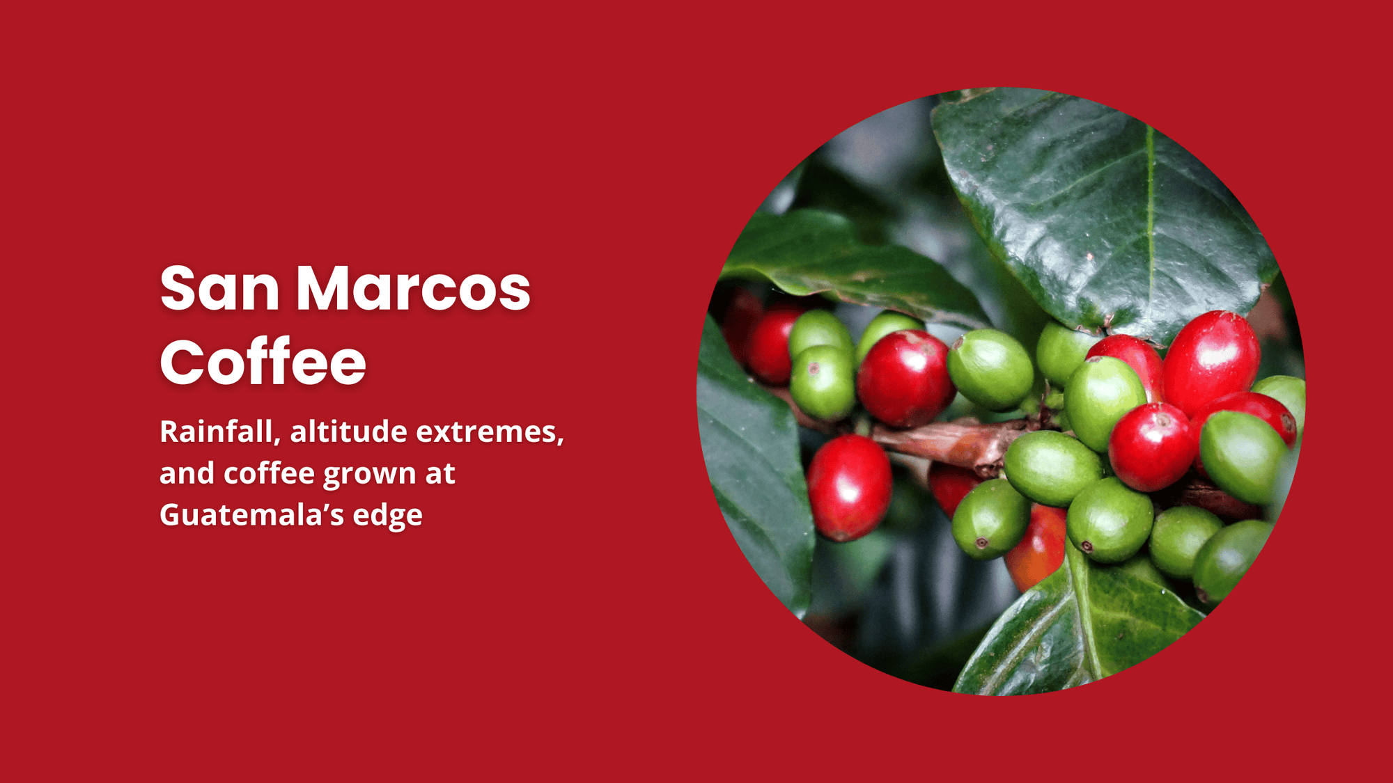 San Marcos coffee in western Guatemala showing coffee cherries, high-rainfall growing conditions, and the rugged landscapes that shape coffee production in the region.