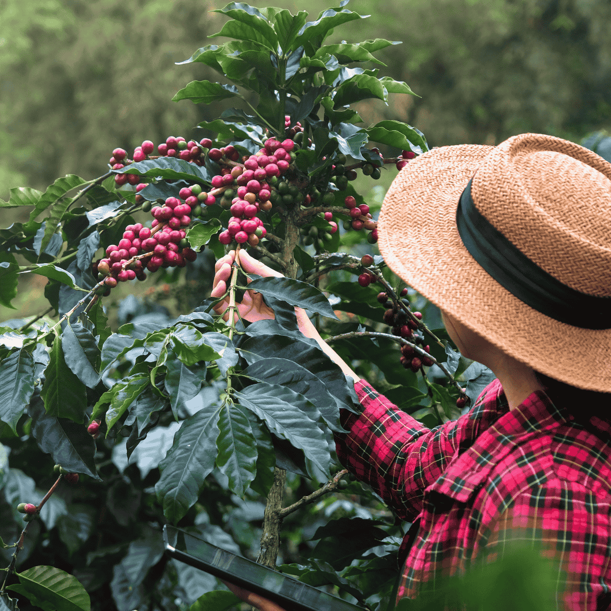 Coffee cherries being hand-picked on a coffee plant, representing origin, craft, and the journey from farm to cup