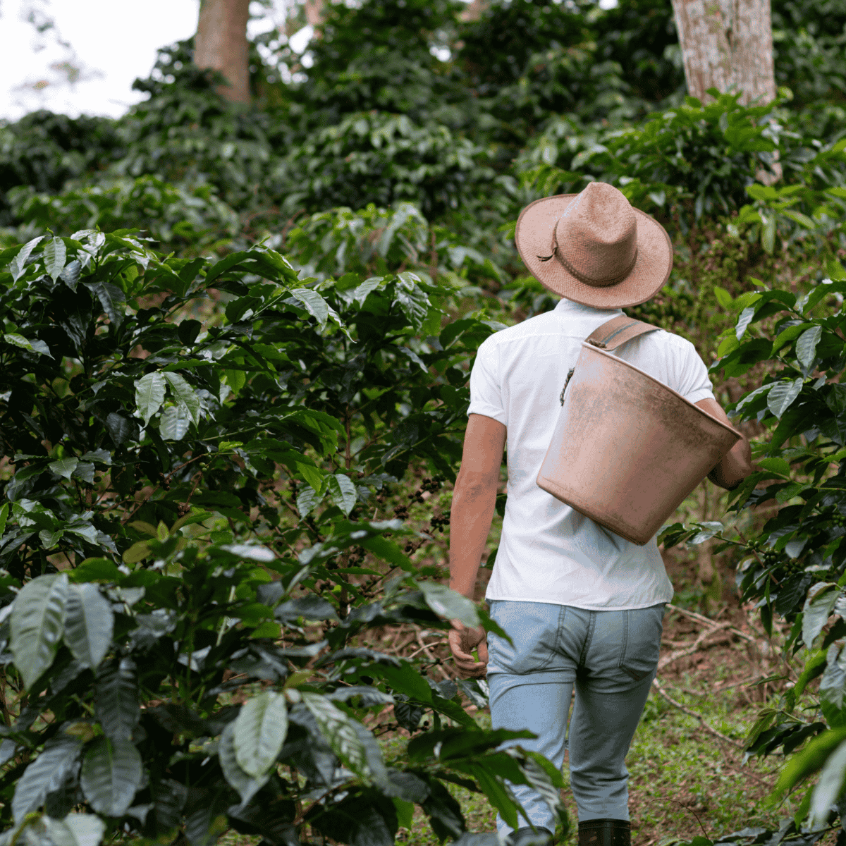 Coffee farm showing a farmer walking through dense coffee plants, highlighting the landscape, growing conditions, and human craft that shape coffee production.