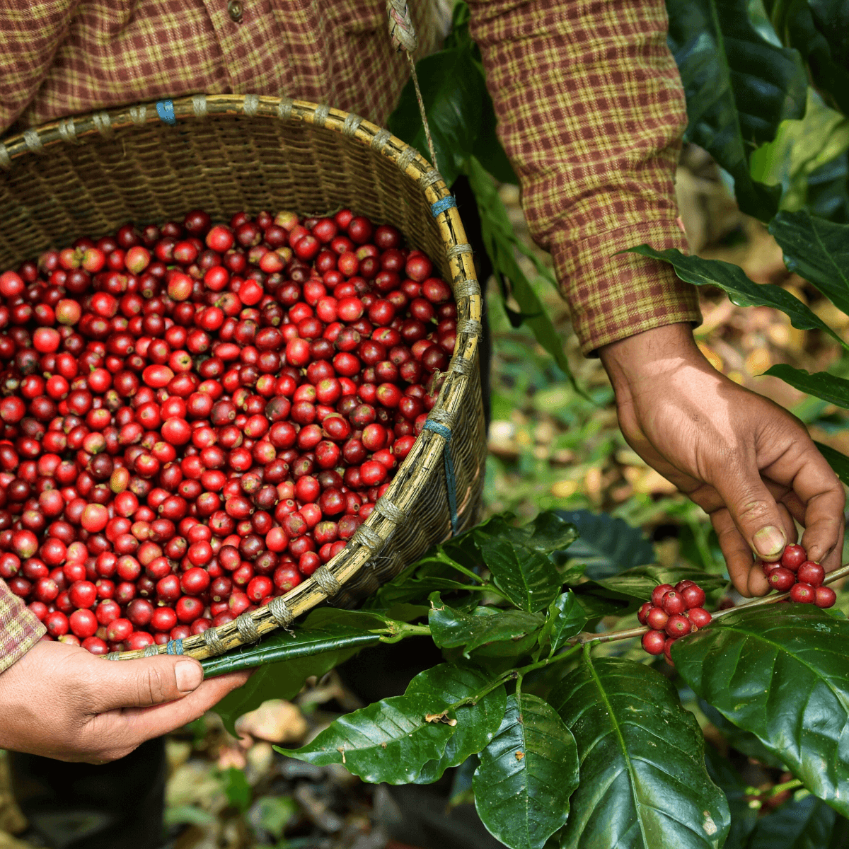 Farmer harvesting ripe red coffee cherries into a woven basket on a lush coffee farm, highlighting the origin of single origin coffee.